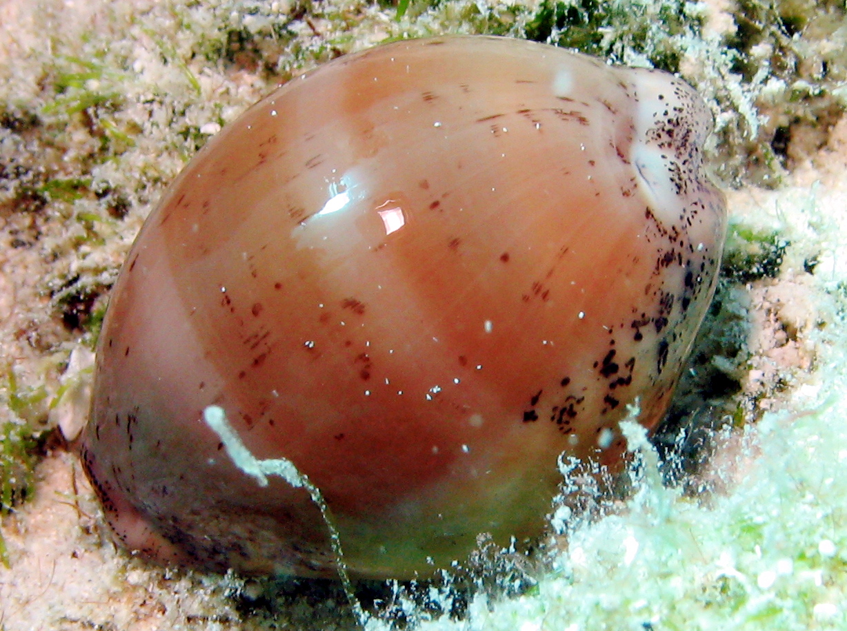 Cypraea cinerea